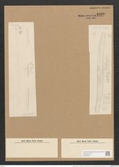 Nitzschia sigma var. consimilis Grun. (de-Toni-Nr.: Genus 47, Species 2099) Zeichnungen Sammlung Grunow Nr. 4180 (NHMW-BOT-W0372072)